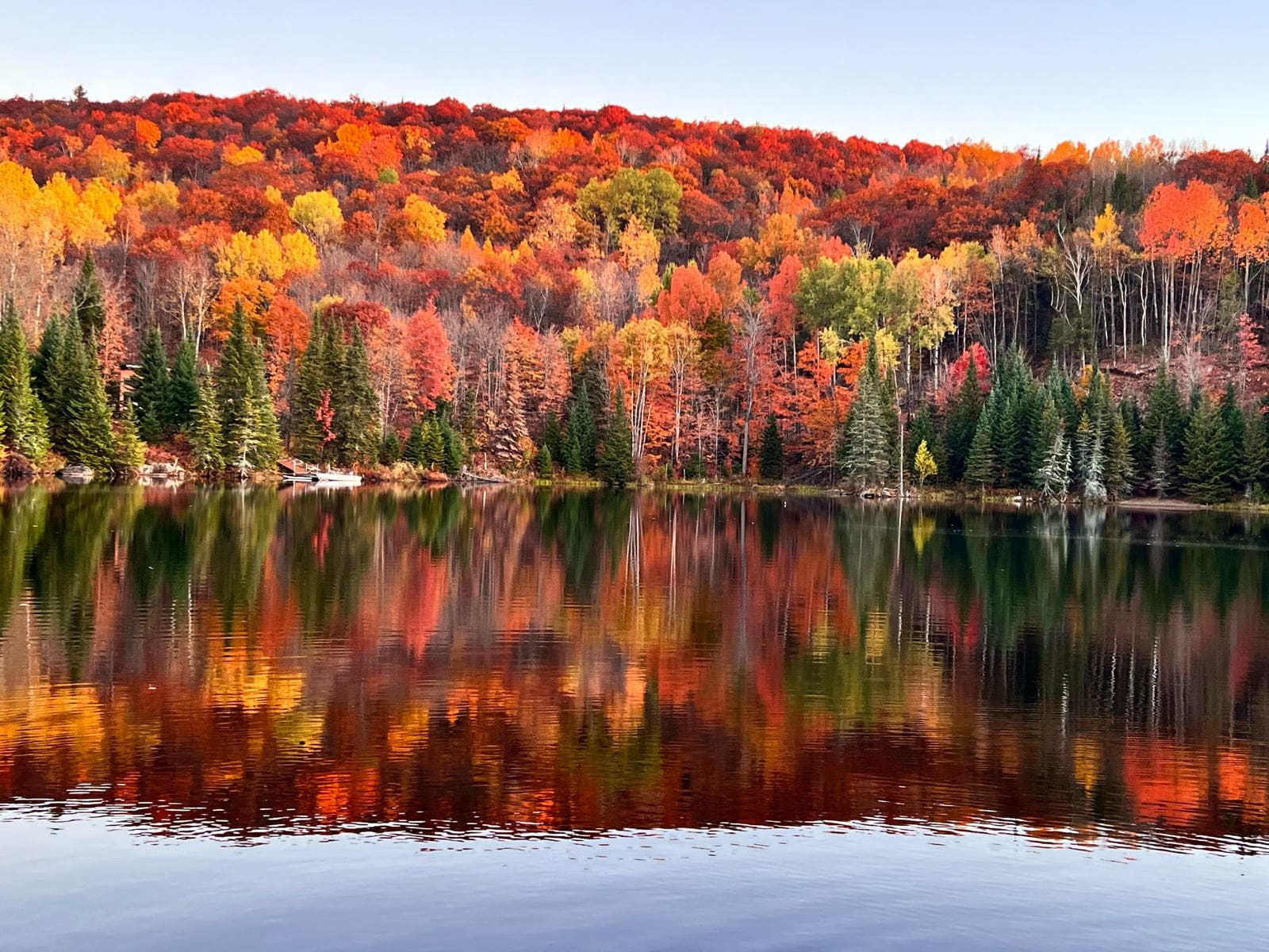 Bosque con luz filtrándose entre los árboles
